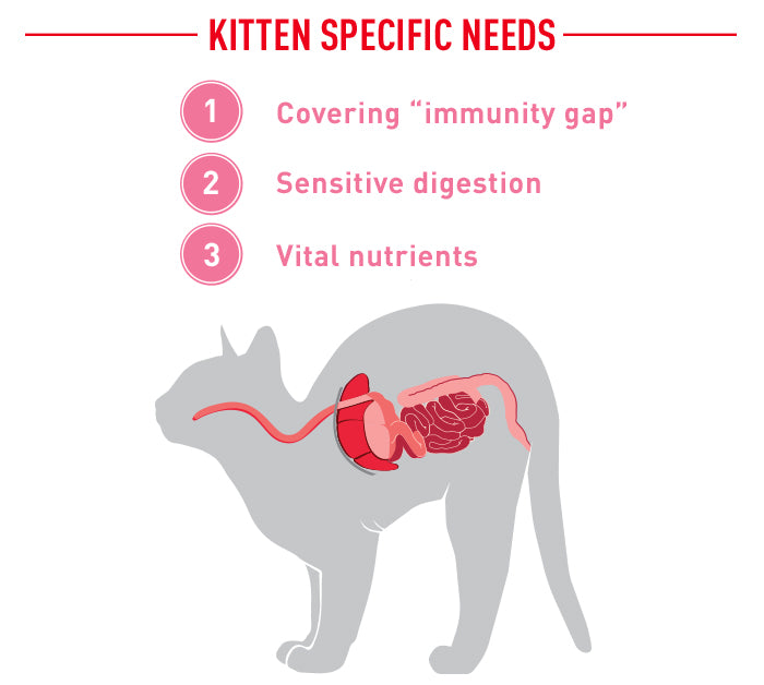 Royal Canin Kitten in Gravy Pouch Cat - влажна храна во сос за млади мачиња/мачки на возраст до 12 месеци. Исто така е погодна и за бремени мачки
